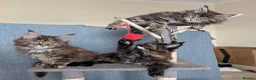 Maine Coon cats for sale: Three beautiful female Maine coons  - Advert 8