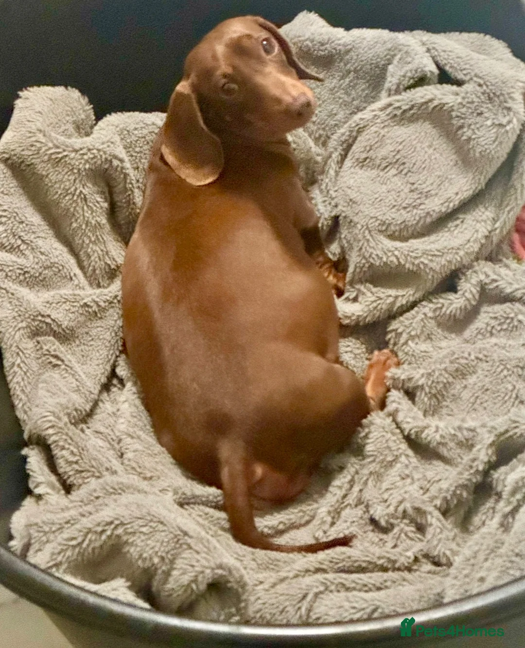 Mixed Breed dogs for sale: miniature dachshunds+French bulldog in Cardiff - Advert 2