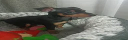 Miniature Pinscher dogs for sale: 6 Beautiful Miniature pincher Puppies  - Advert 3