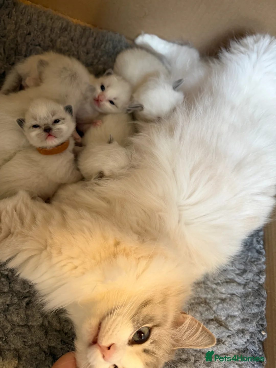 Ragdoll cats for sale: 🌸Extensively health tested Tica Ragdoll kittens🌸 - Advert 2