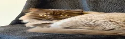 British Longhair cats for sale: Chocolate BLH boys TICA registration  - Advert 15