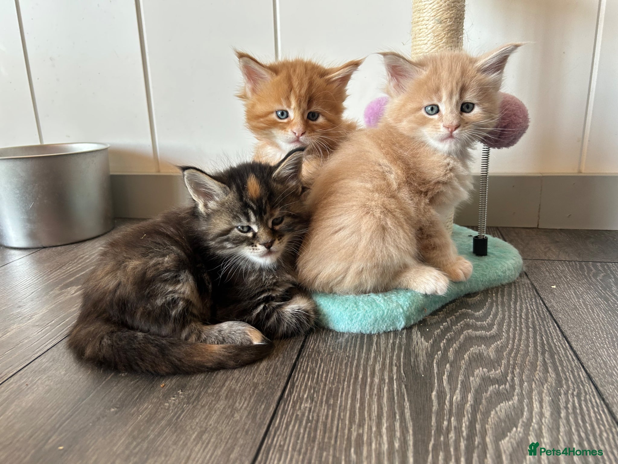Maine Coon cats First kittens of GCCF Maine coon Champ for sale  - Advert 1