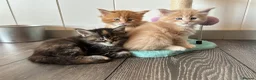 Maine Coon cats for sale: First kittens of GCCF Maine coon Champ for sale  - Advert 13