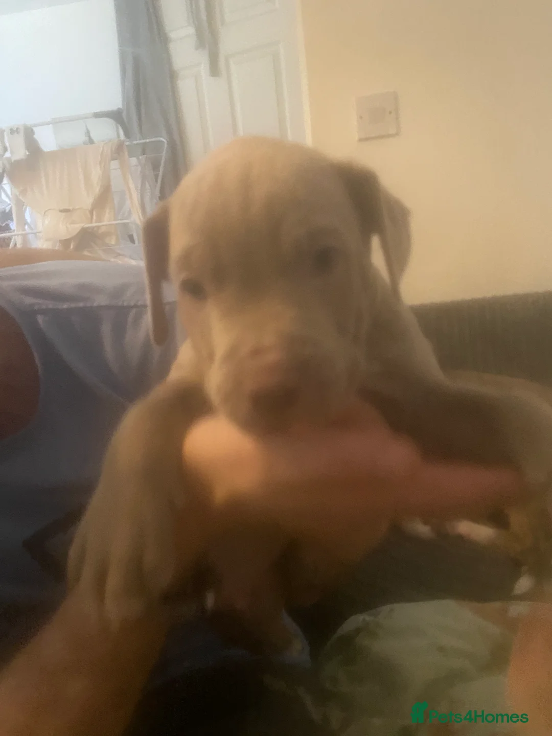 Staffordshire Bull Terrier dogs for sale: Blue merla - Advert 2
