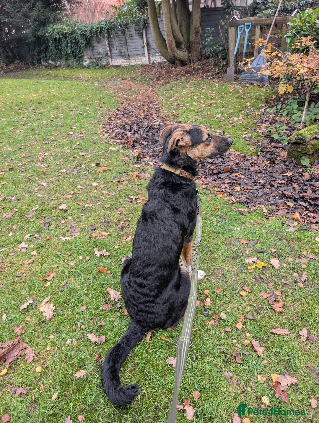 Mixed Breed dogs for adoption: 💙🐶 BRUNO -The Big, Loving Pup: FOSTER or ADOPT - Advert 15