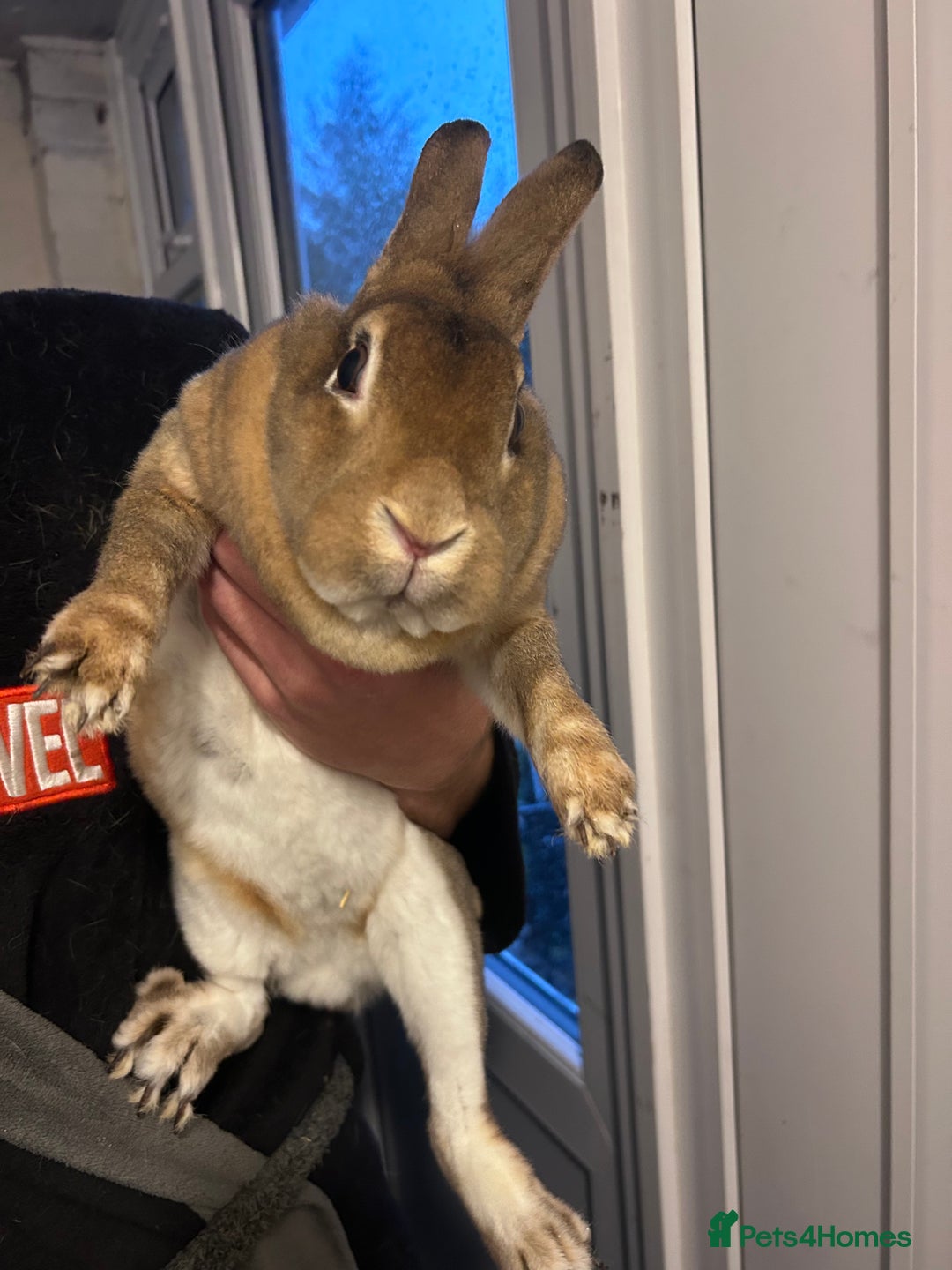 Mixed Breed rabbits for sale: Rabbits - Advert 5