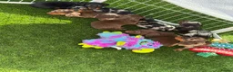 Dachshund dogs for sale: KEC REG MINIATURE LONG HAIRED dachshund puppies - Advert 14