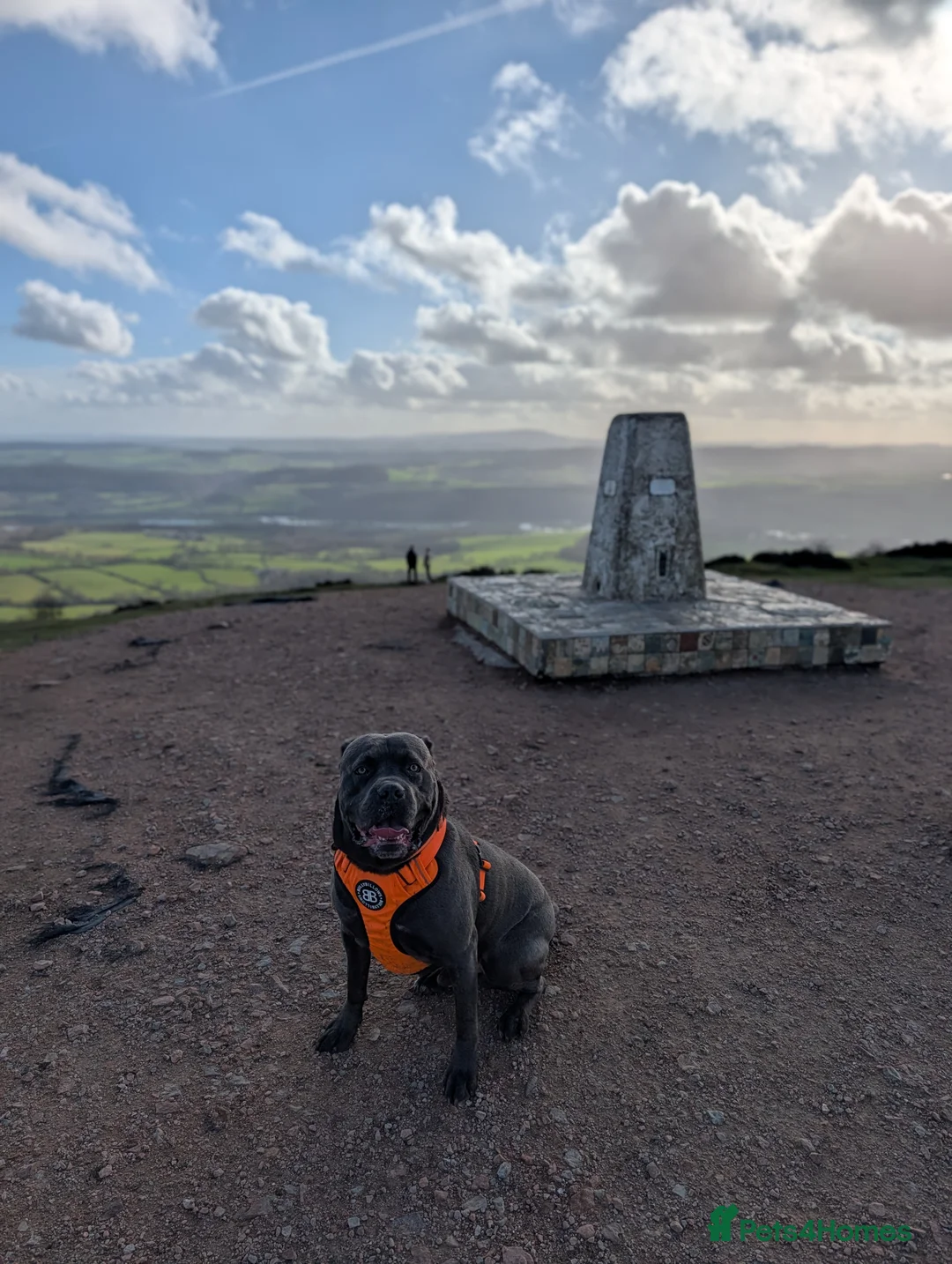 Cane Corso dogs for stud: Male 2 year old Cane Corso for Stud - Advert 2
