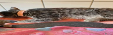 Light pink collar charcoal bengal