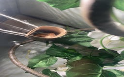 Gecko reptiles for sale: Male crested gecko and tank - Image 2