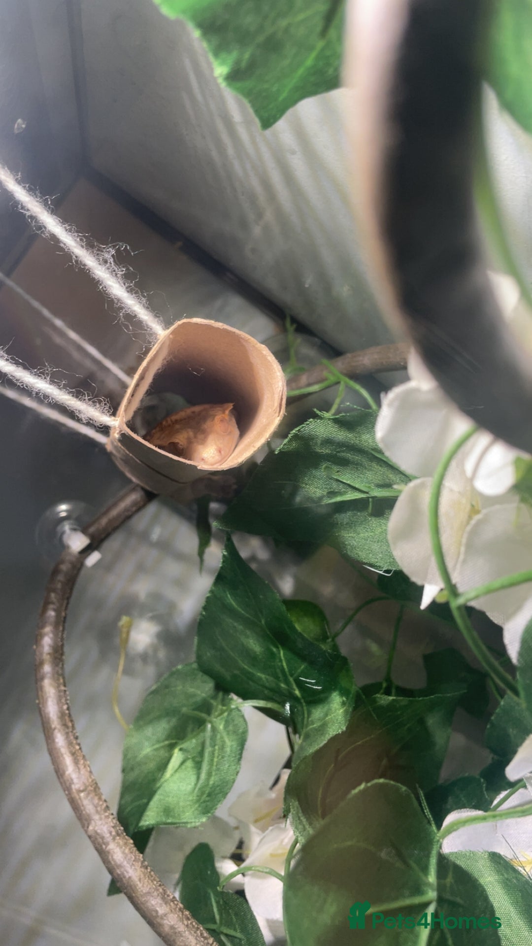Gecko reptiles for sale: Male crested gecko and tank - Image 2