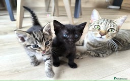 Mixed Breed cats for sale: Black girls - Image 6