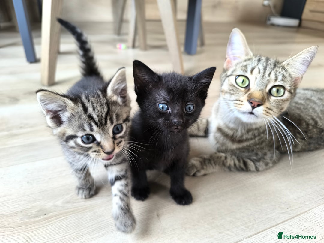 Mixed Breed cats for sale: Black girls - Image 6