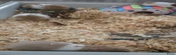 Hamster rodents for sale: Syrian hamsters various colours and genders - Advert 1