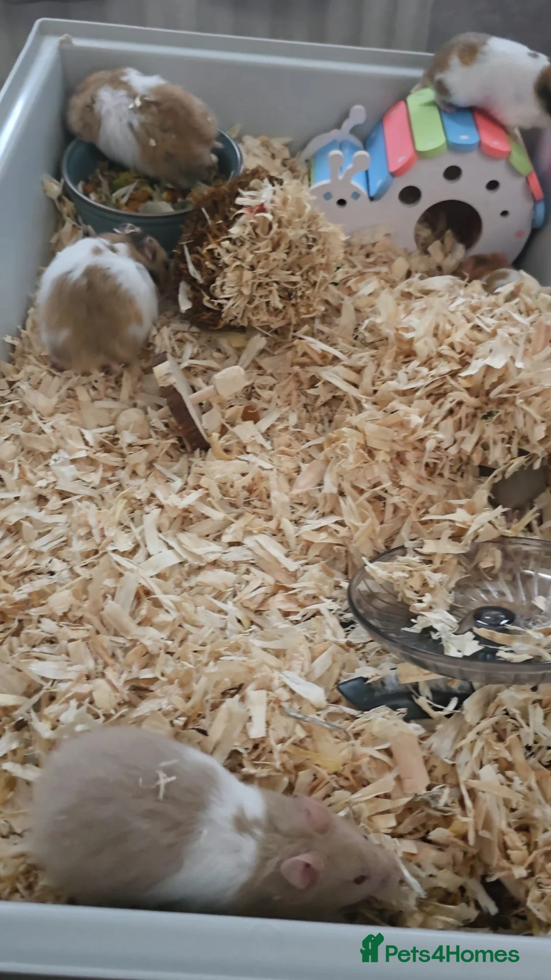 Hamster rodents for sale: Syrian hamsters various colours and genders - Advert 1