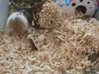 Hamster rodents Syrian hamsters various colours and genders - Advert 9