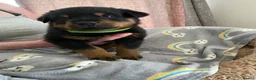 Rottweiler dogs for sale:  Rottweiler pups ready to leave 💙 - Advert 28