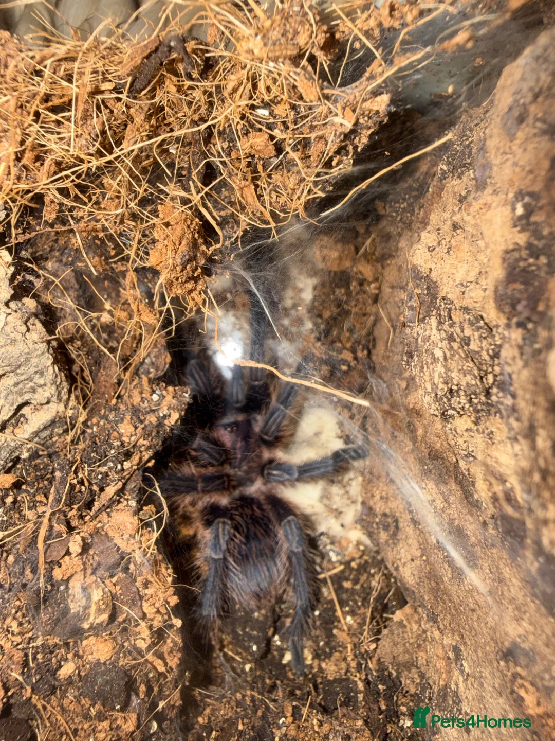 Tarantulas invertebrates for sale: Phormictopus sp. “Green/Gold in Thirsk - Advert 2