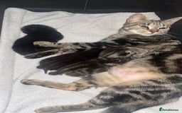 Bengal cats for sale: Kitten ❤️ - Image 7