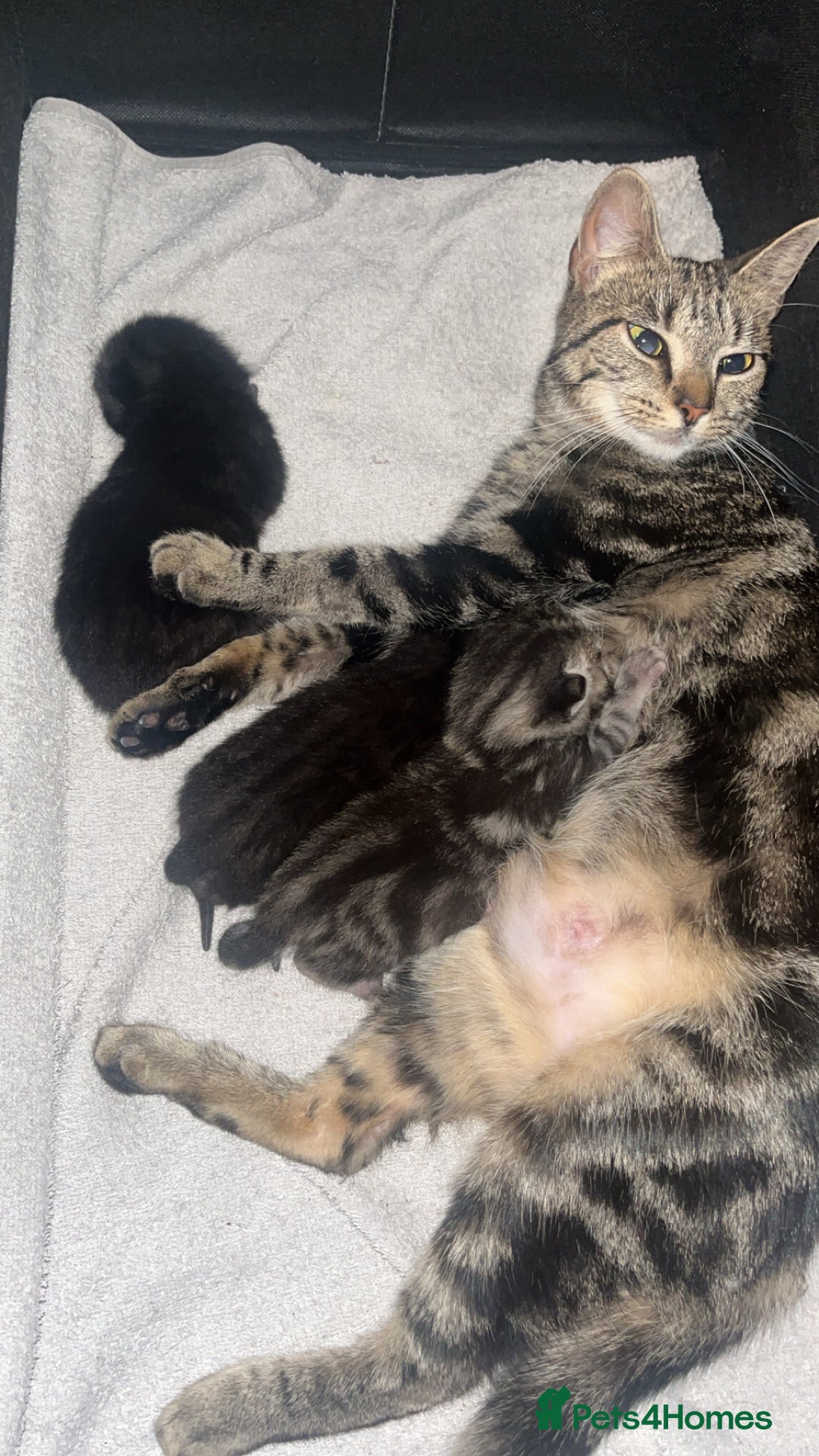 Bengal cats for sale: Kitten ❤️ - Image 7