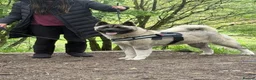 Akita dogs for sale: Champion show line imported female akita - Advert 6