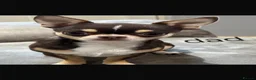 Chihuahua dogs for sale: Chihuahua puppies  in Ripley - Advert 9
