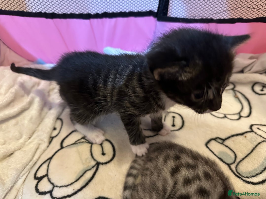 Bengal cats for sale: Beautiful Bengal kittens  - Image 1