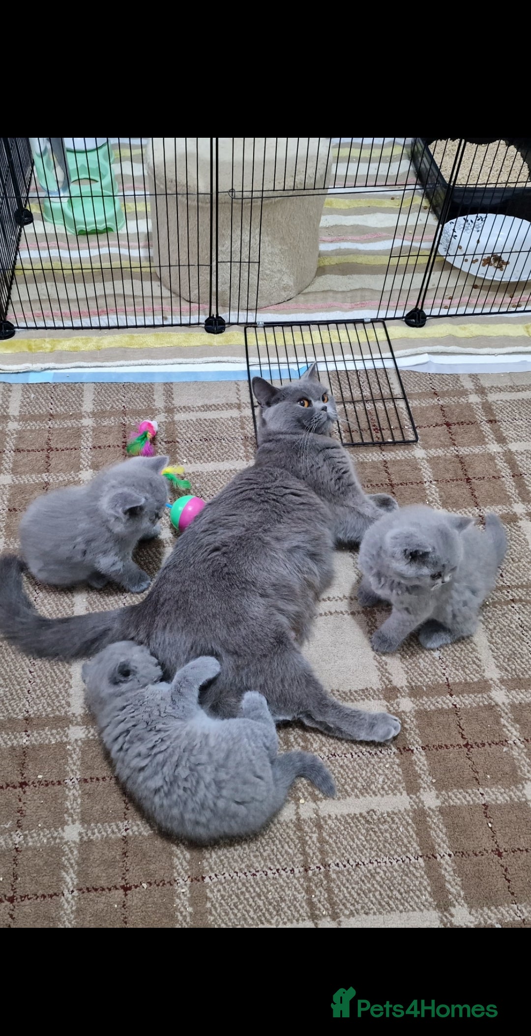 British Shorthair cats for sale: Three blue Britishshorthair kittens (boys)for sale - Advert 2