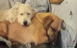 Mixed Breed dogs for adoption: Mario seeking forever home  - Image 2