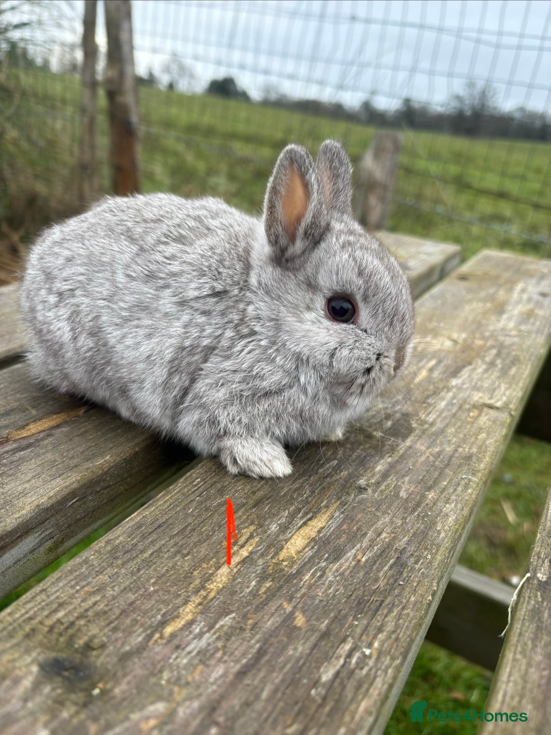 Netherland Dwarf rabbits for sale: Three beautiful Netherland dwarf babies  - Advert 6