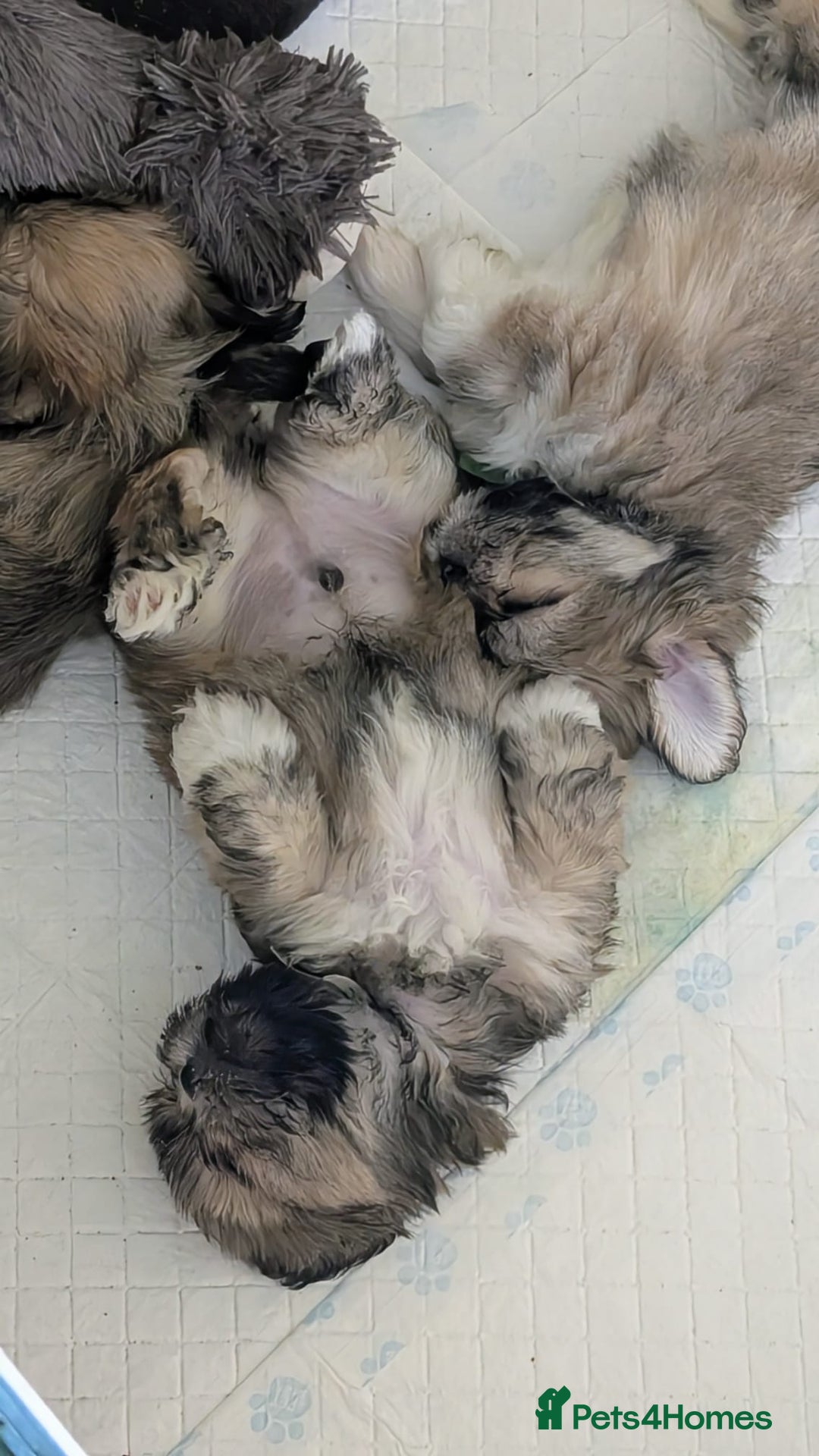 Lhasa Apso dogs for sale: Lovely pedigree puppys - Image 18