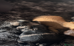 Cockapoo dogs for sale: Rare stunning American miniature teddy cockapoos  - Image 10