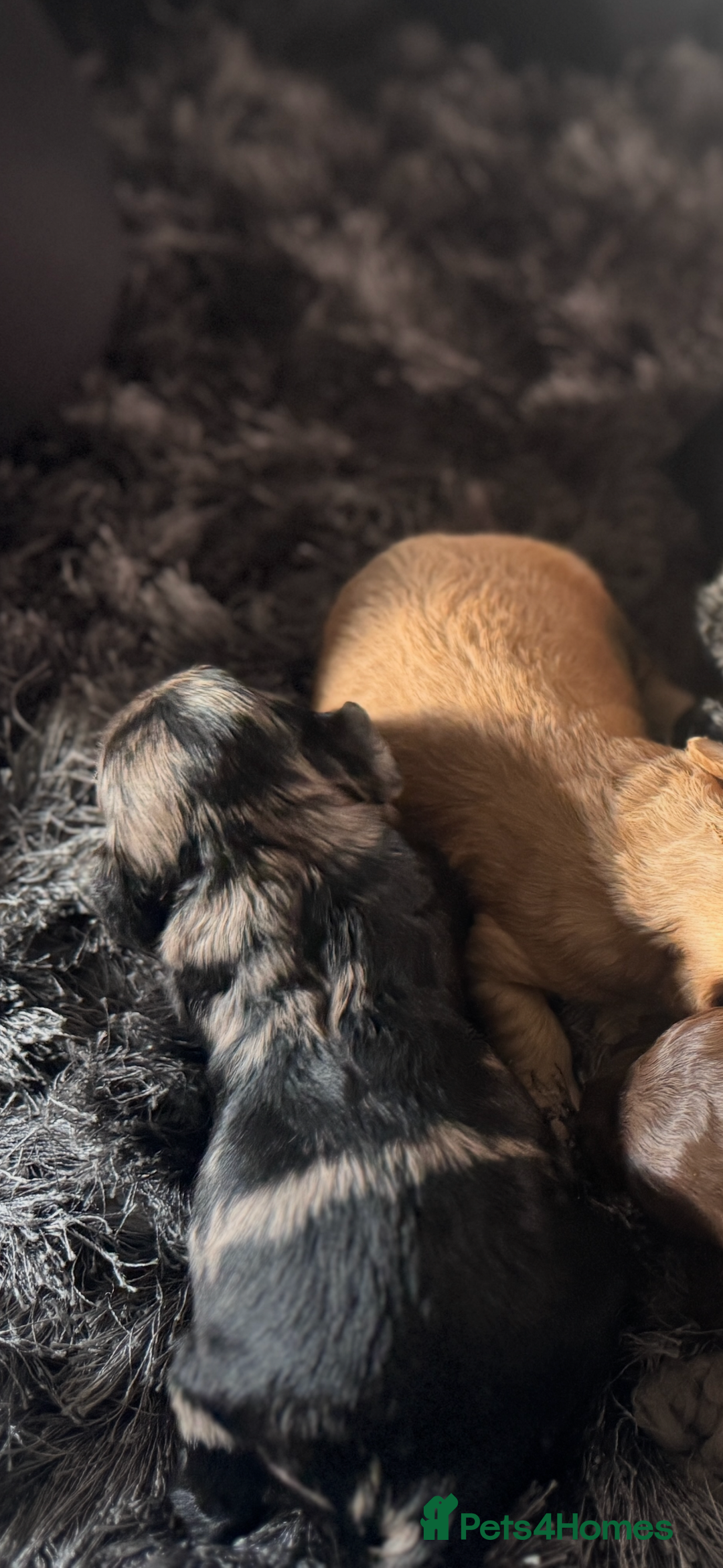 Cockapoo dogs for sale: Rare stunning American miniature teddy cockapoos  - Image 10