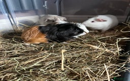 Guinea Pig rodents for sale: Baby male and female - Image 2