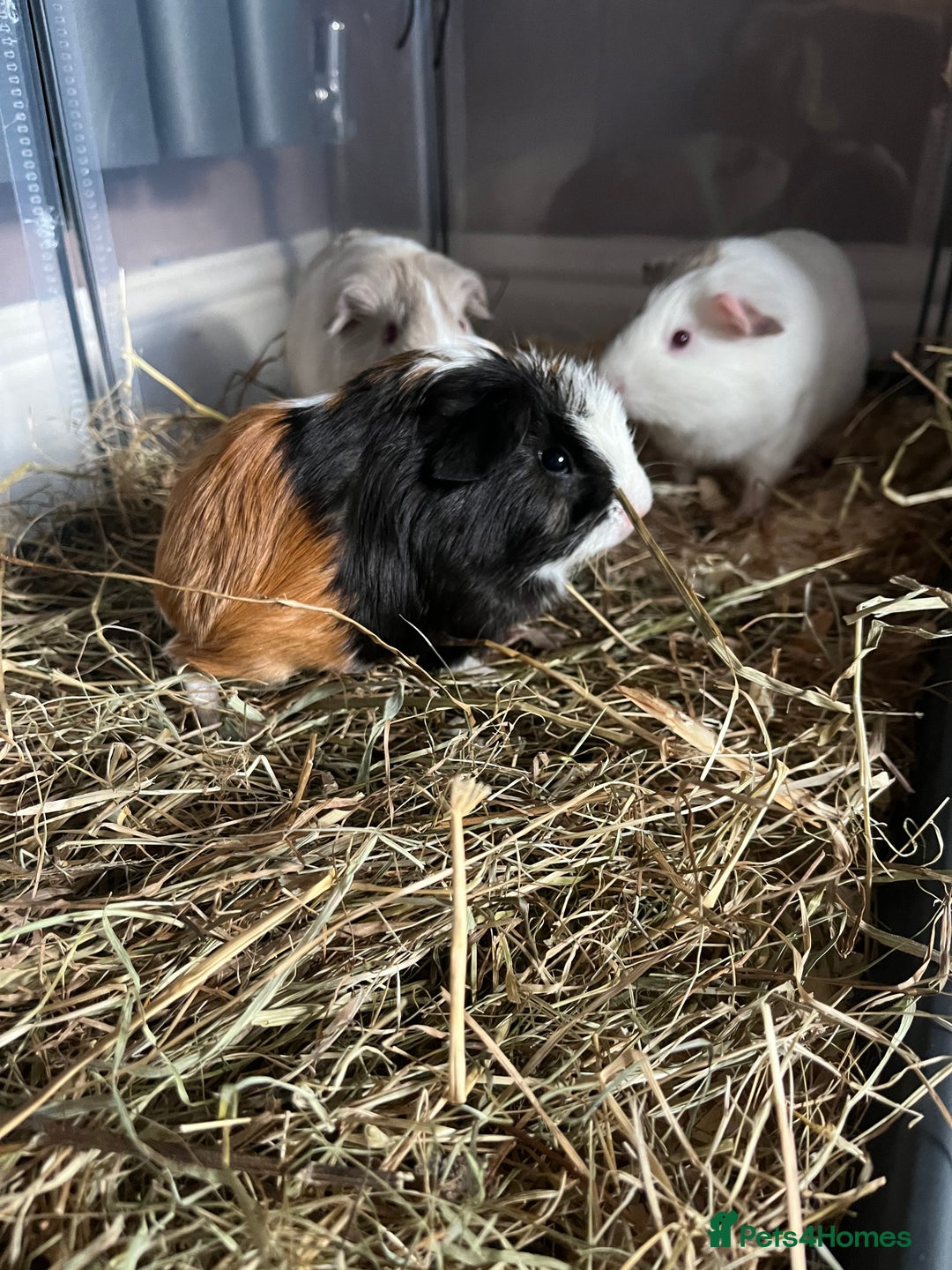 Guinea Pig rodents for sale: Baby male and female - Image 2