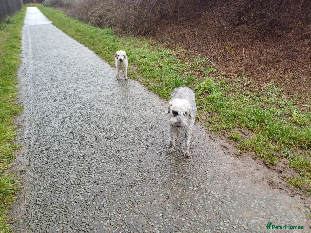 Mixed Breed dogs for sale: Bedlington x Whippet Puppies  - Advert 13