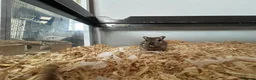 Gerbil rodents for sale: Two female gerbils & cage  in Worcester - Advert 1
