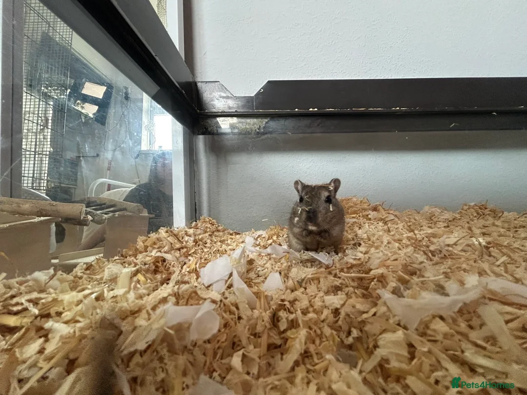 Gerbil rodents for sale: Two female gerbils & cage  in Worcester - Advert 1