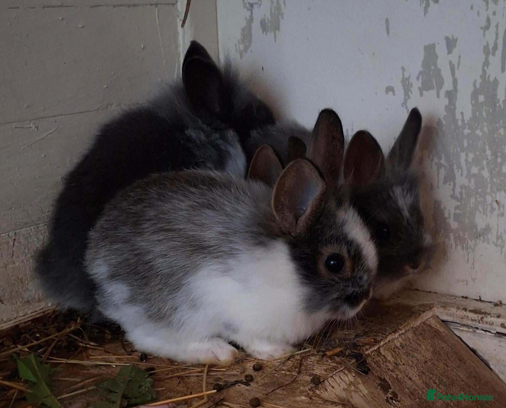 Lionhead rabbits for sale: Lion head cross  - Advert 1