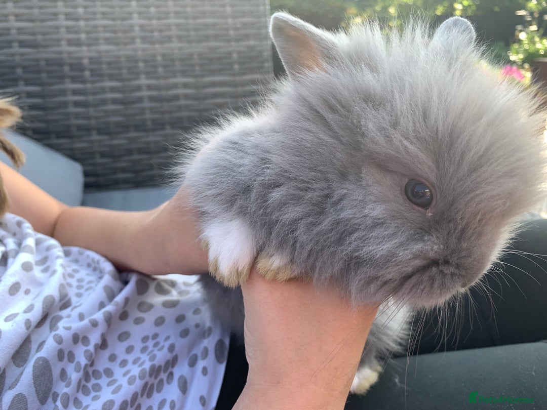 Lionhead rabbits for sale: 7 Beautiful double mane Lionhead Bunnies  - Image 13