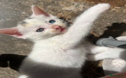 Mixed Breed cats for sale: Odd eye white microchipped female kitten  - Image 8