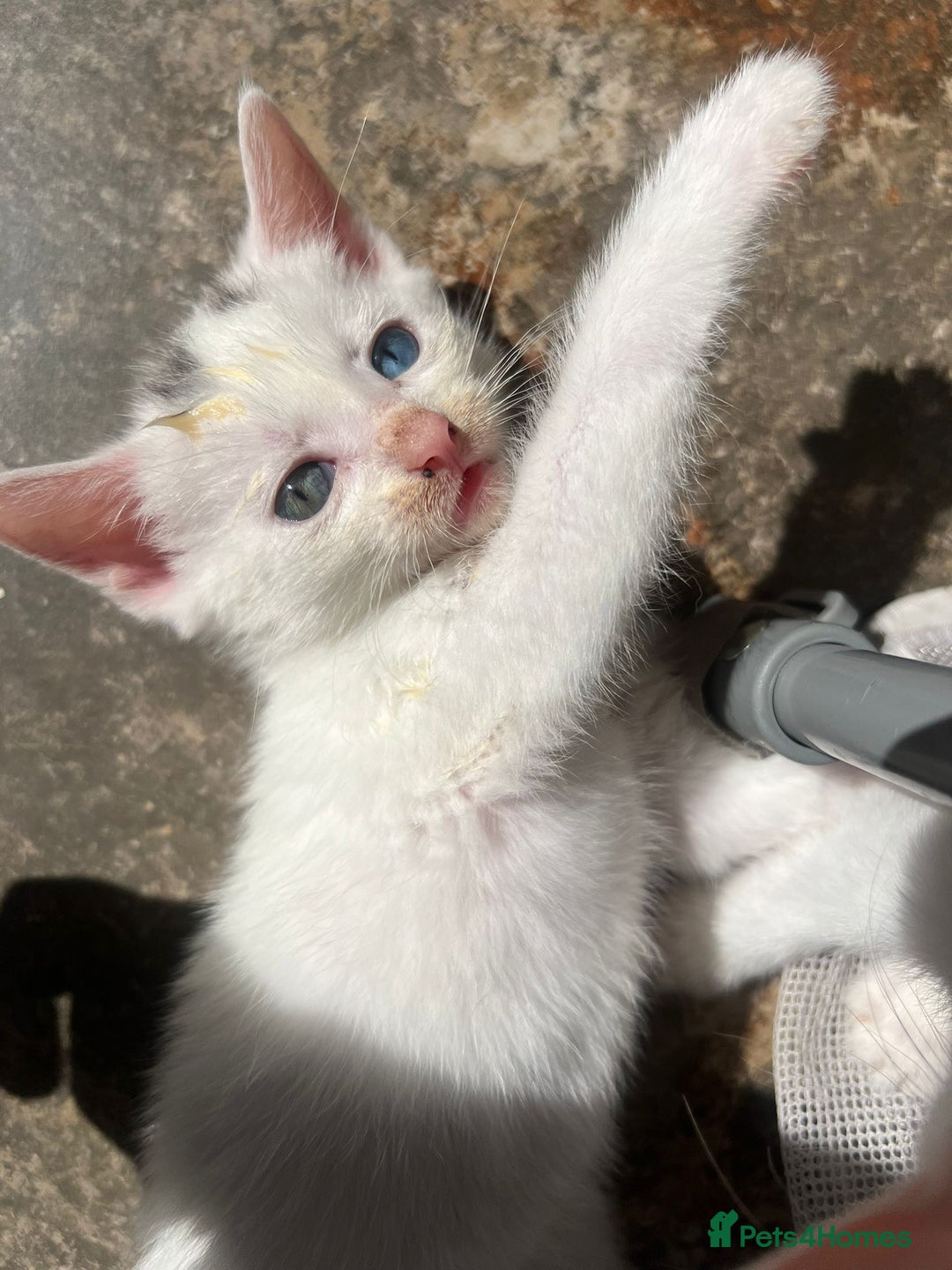 Mixed Breed cats for sale: Odd eye white microchipped female kitten  - Image 8