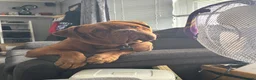 Mixed Breed dogs for sale: Dogue de Bordeaux cross cane corso pups due soon  - Advert 10