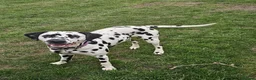 Dalmatian dogs for sale: Amazing 3 years old female dalmatian  - Advert 2