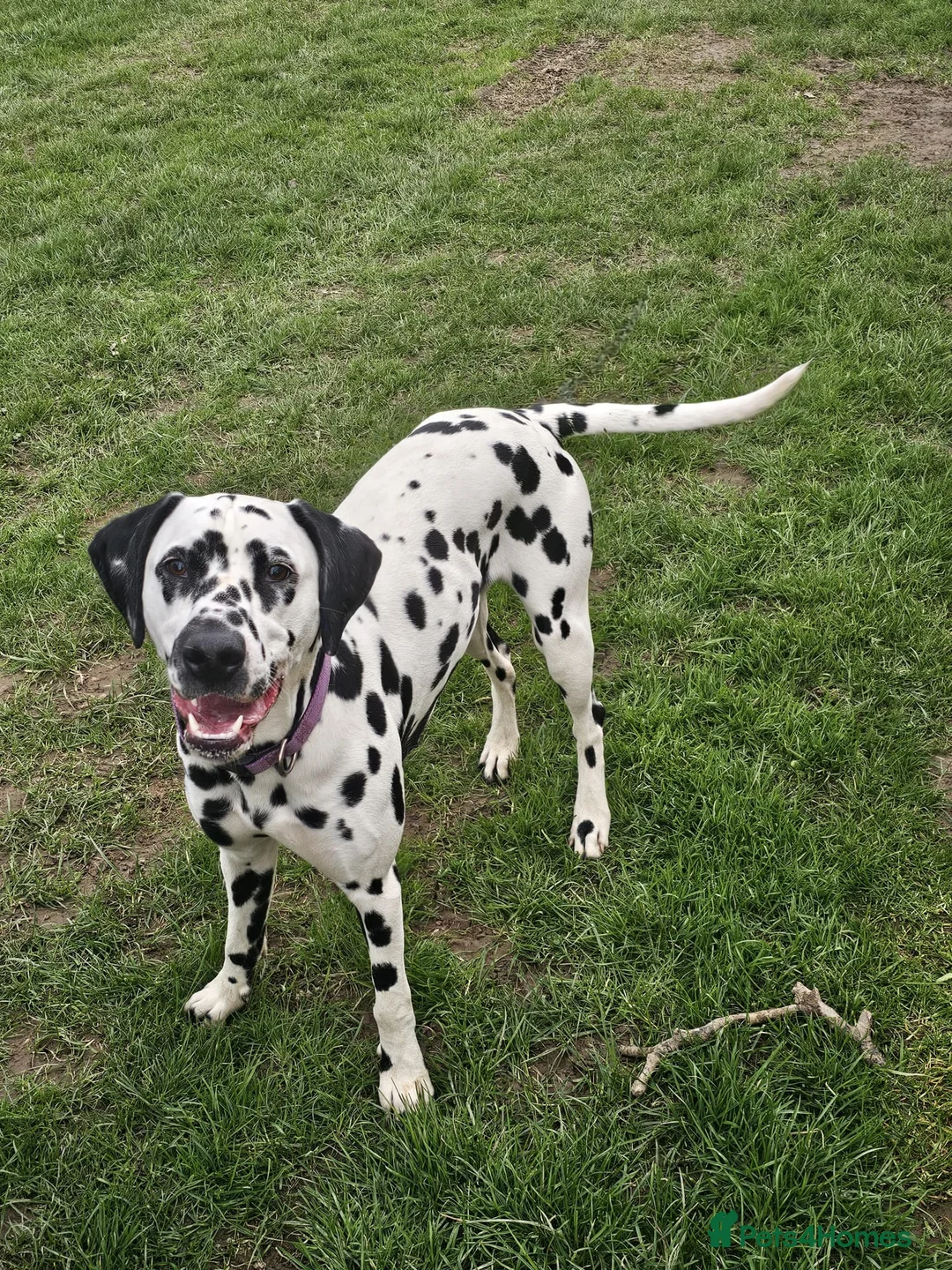 Dalmatian dogs for sale: Amazing 3 years old female dalmatian  - Advert 2