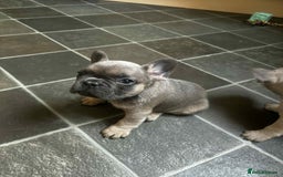 French Bulldog dogs for sale: Lilac fawn French bulldog puppies for sale  - Image 33