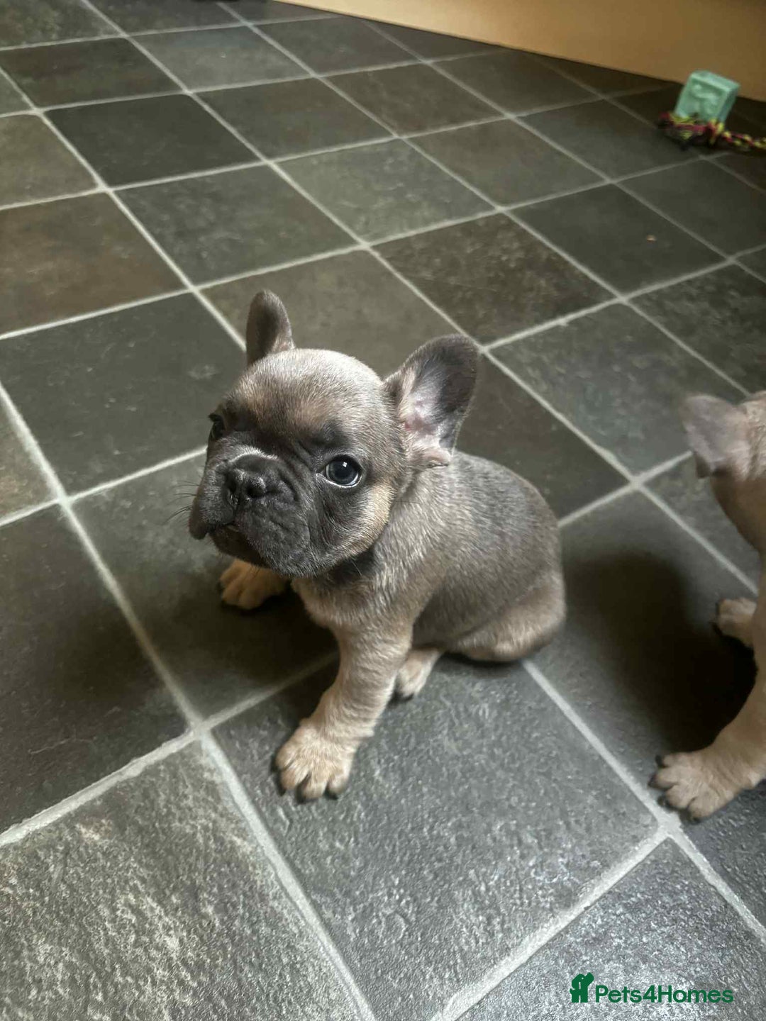 French Bulldog dogs for sale: Lilac fawn French bulldog puppies for sale  - Image 33