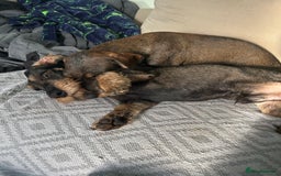 Dachshund dogs for sale: Teckel Dachshund for rehoming - Advert 2