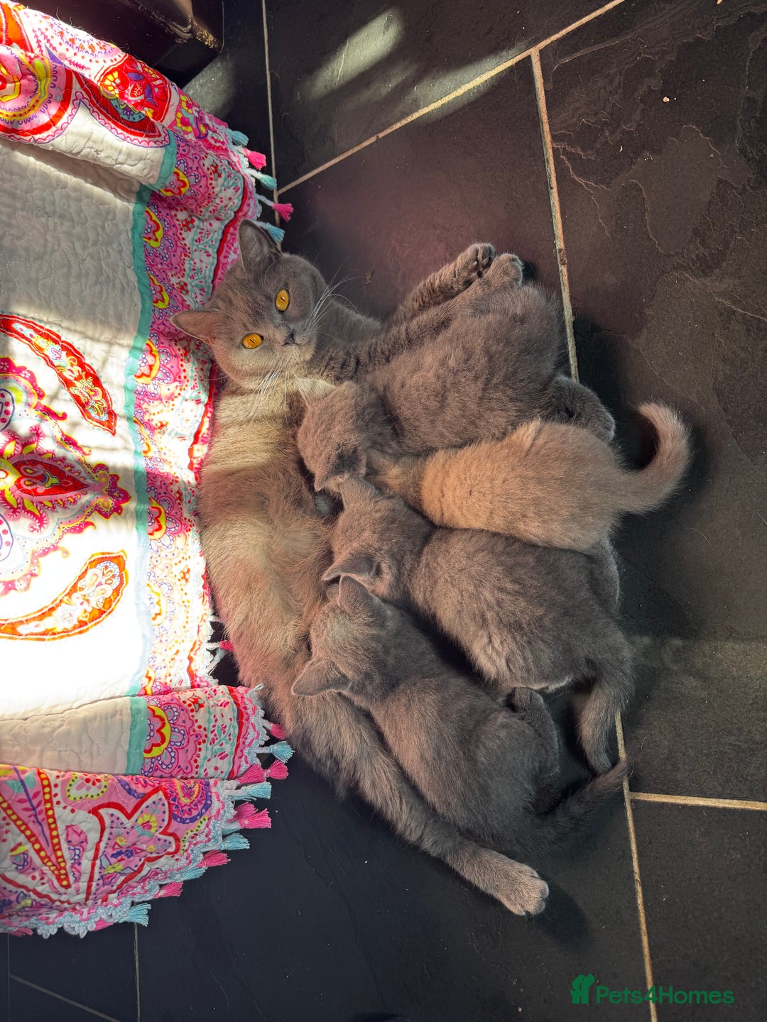 British Shorthair cats for sale: Pedigree British Shorthair Kittens - Image 1