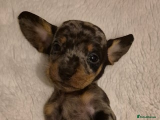 Miniature Dachshund dogs - Advert 29